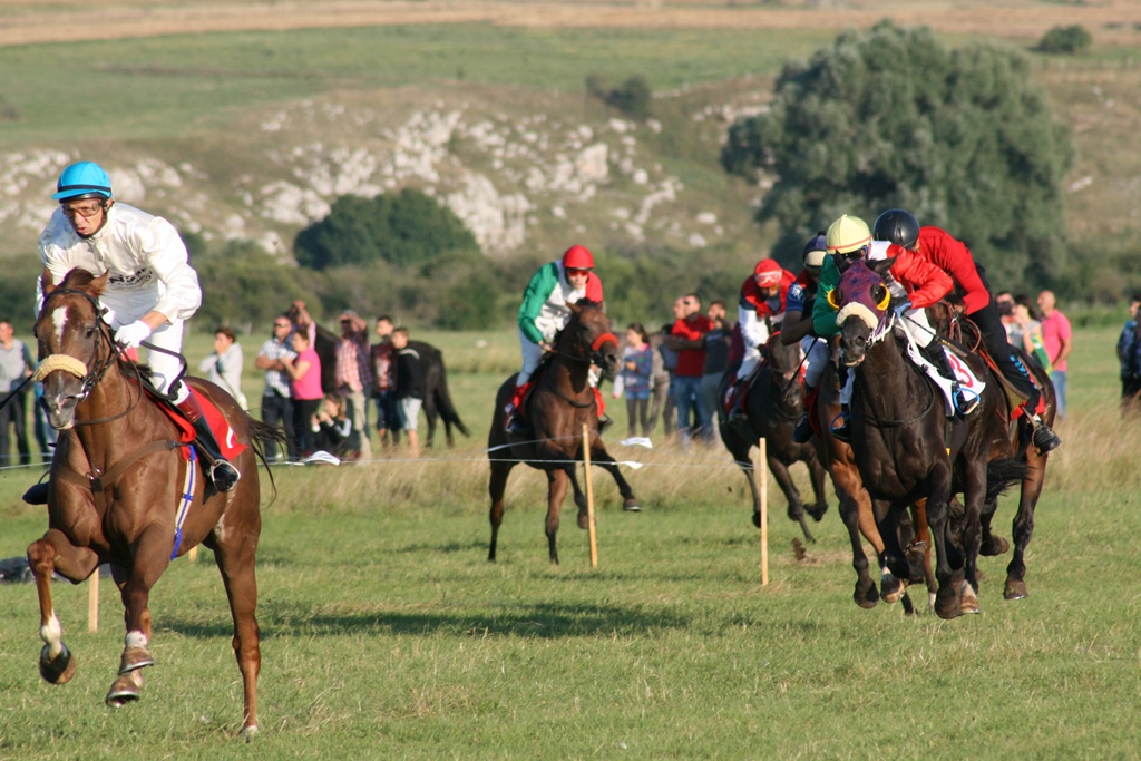 Horse Races