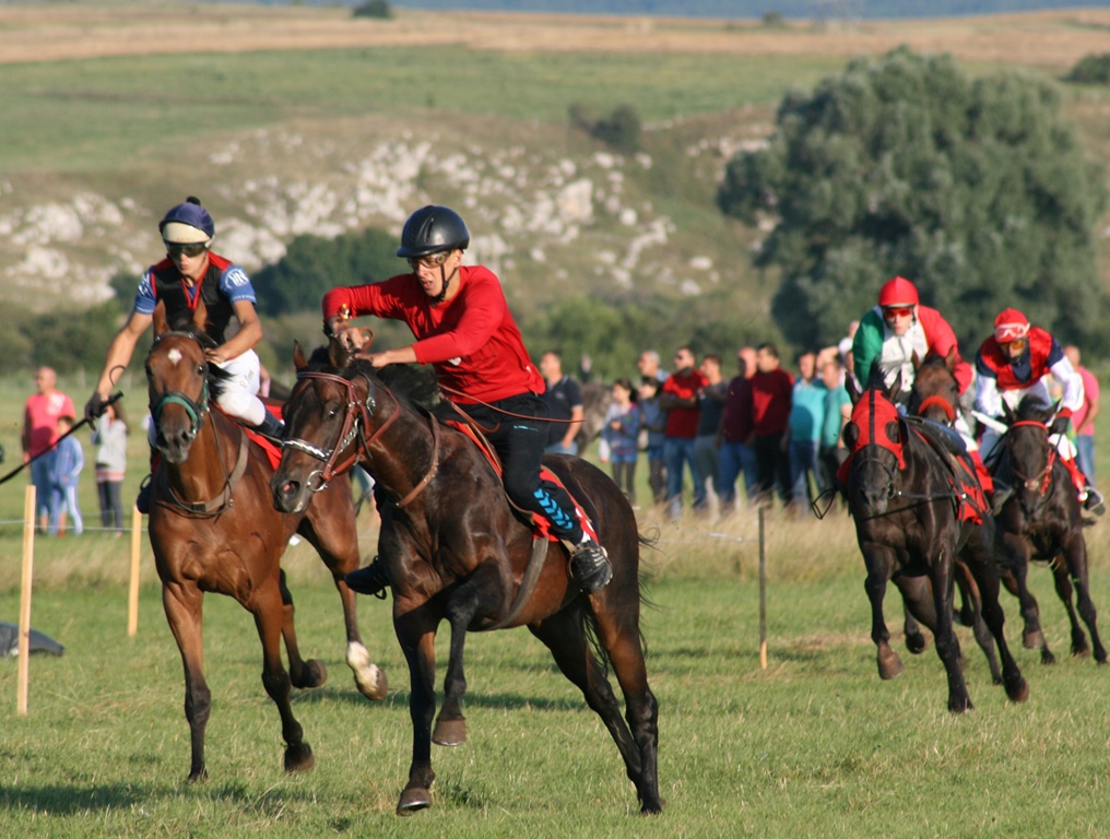 Horse Races